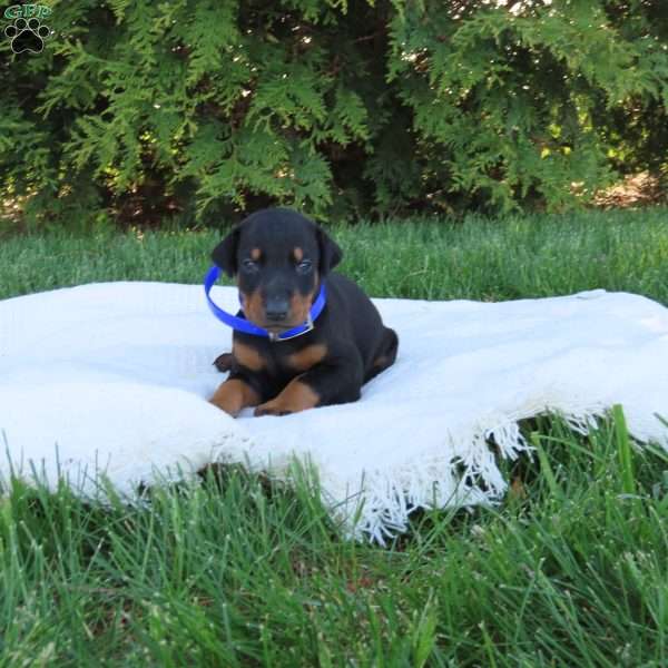 Marshall, Doberman Pinscher Puppy